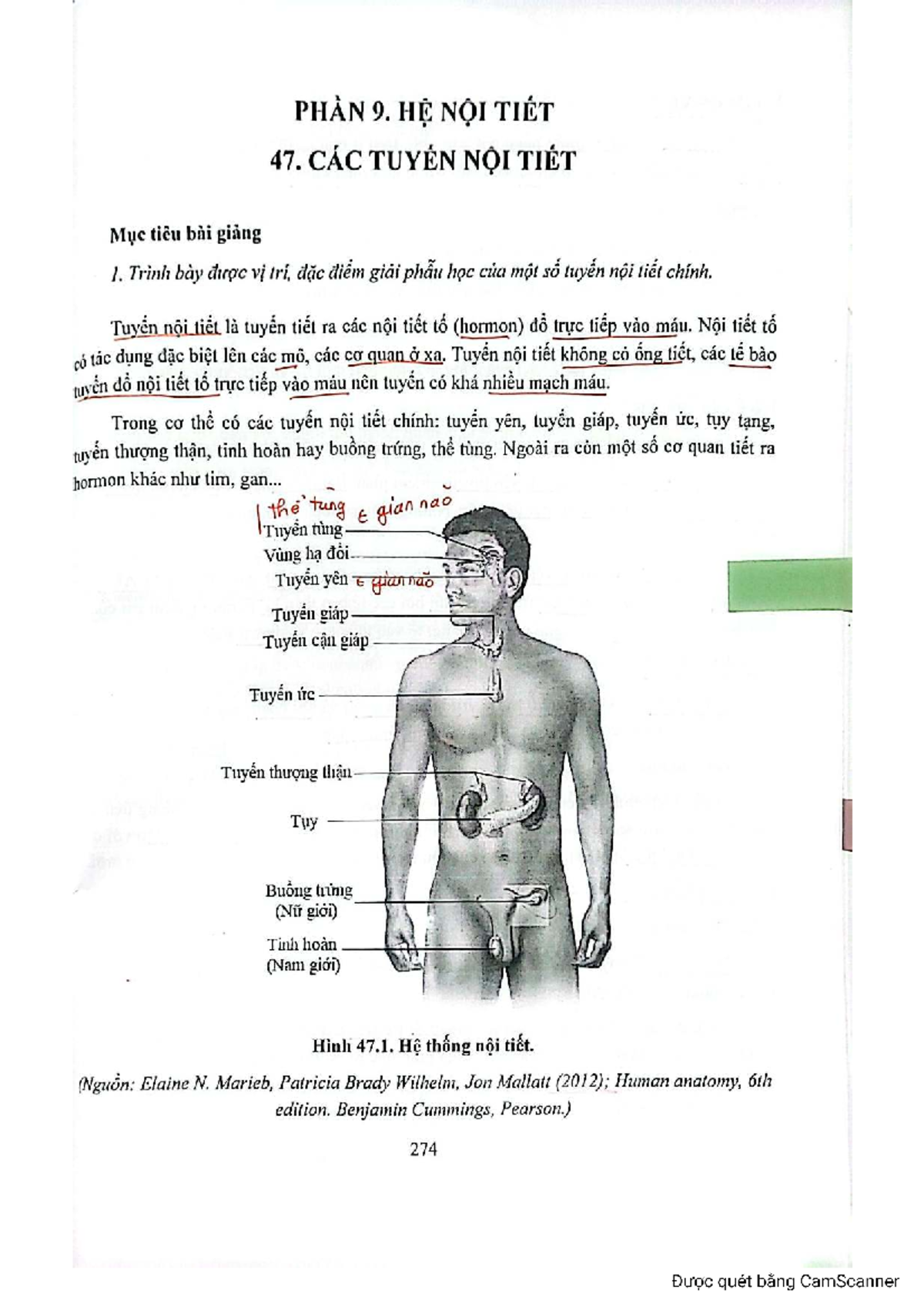 Phần 9: Hệ Nội Tiết - Cấu Trúc và Chức Năng Các Tuyến Nội Tiết - Studocu