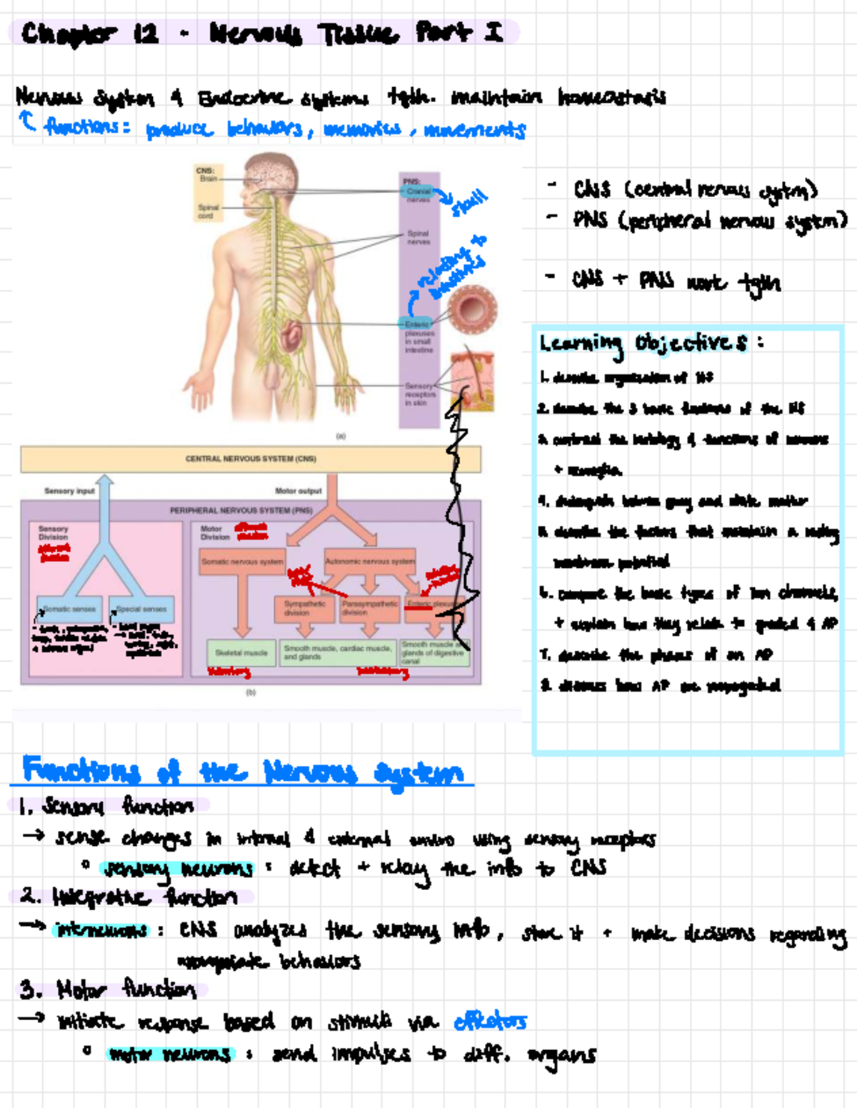 Chapter 12 Nervous System: Functions of Nervous Tissue and APs - Studocu
