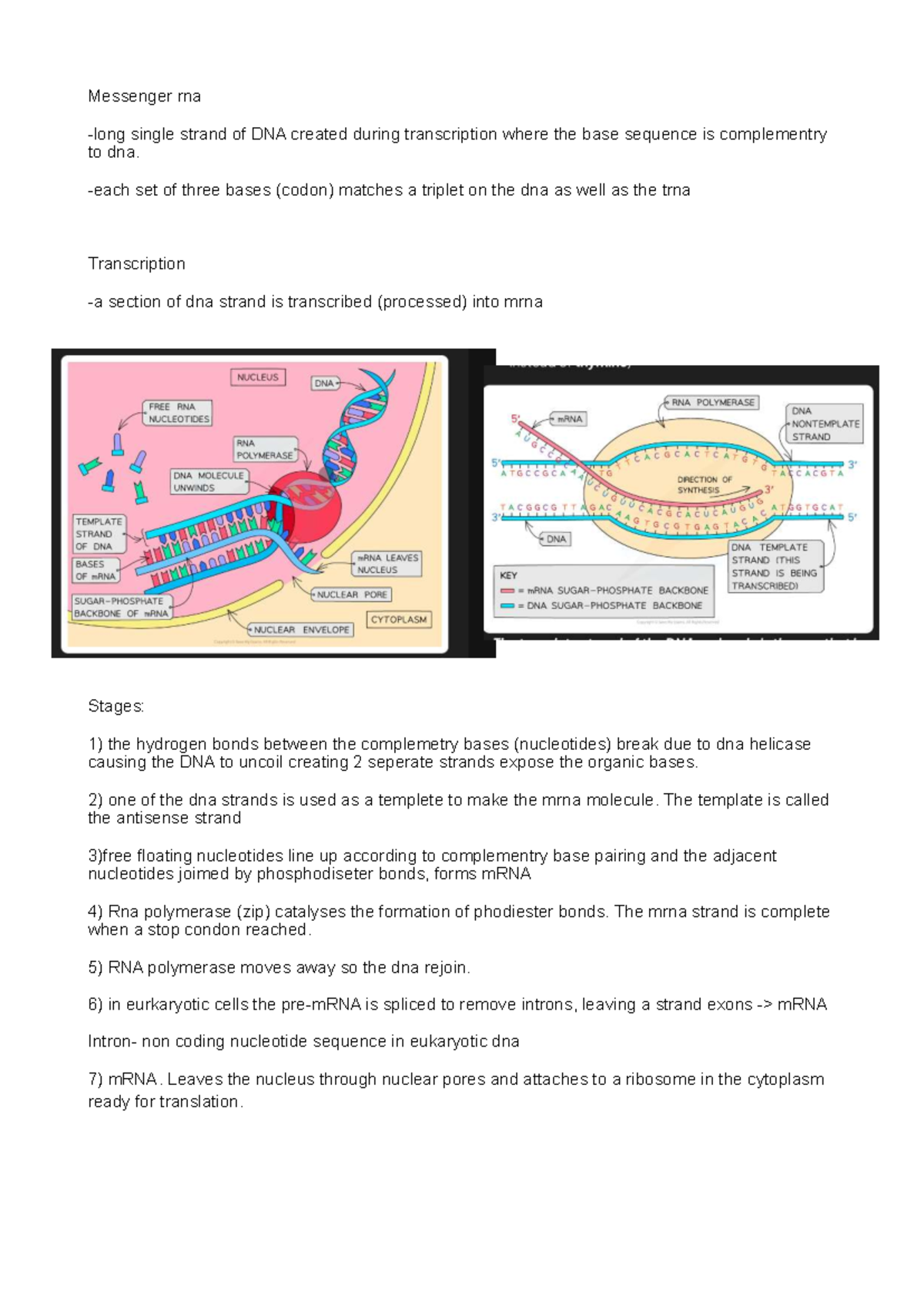 Protein Synthesis: AQA A Level Bio Notes on mRNA Transcription - Studocu