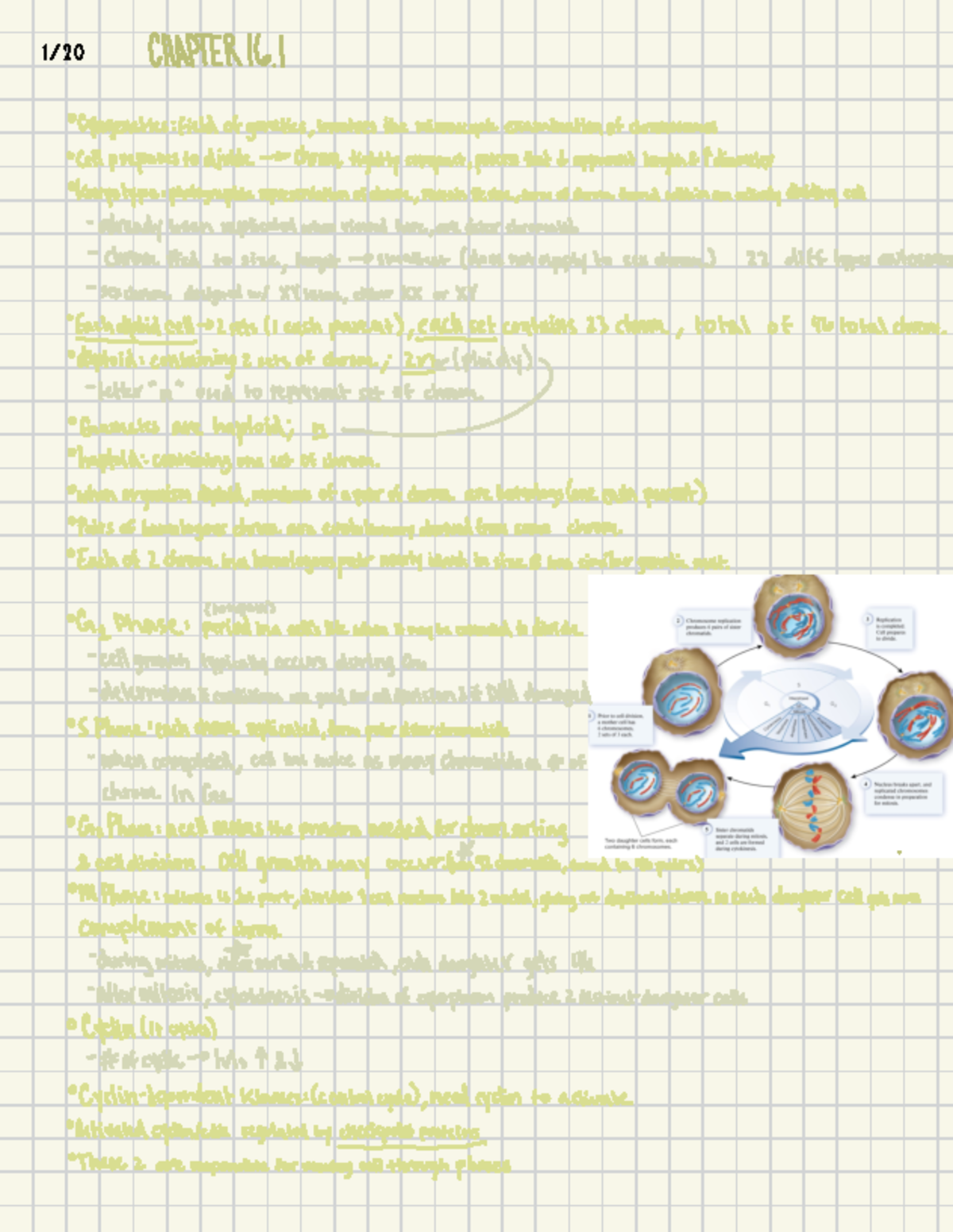 Cytogenetics: Chromosome Structure and Cell Division Processes - 1/20 ...