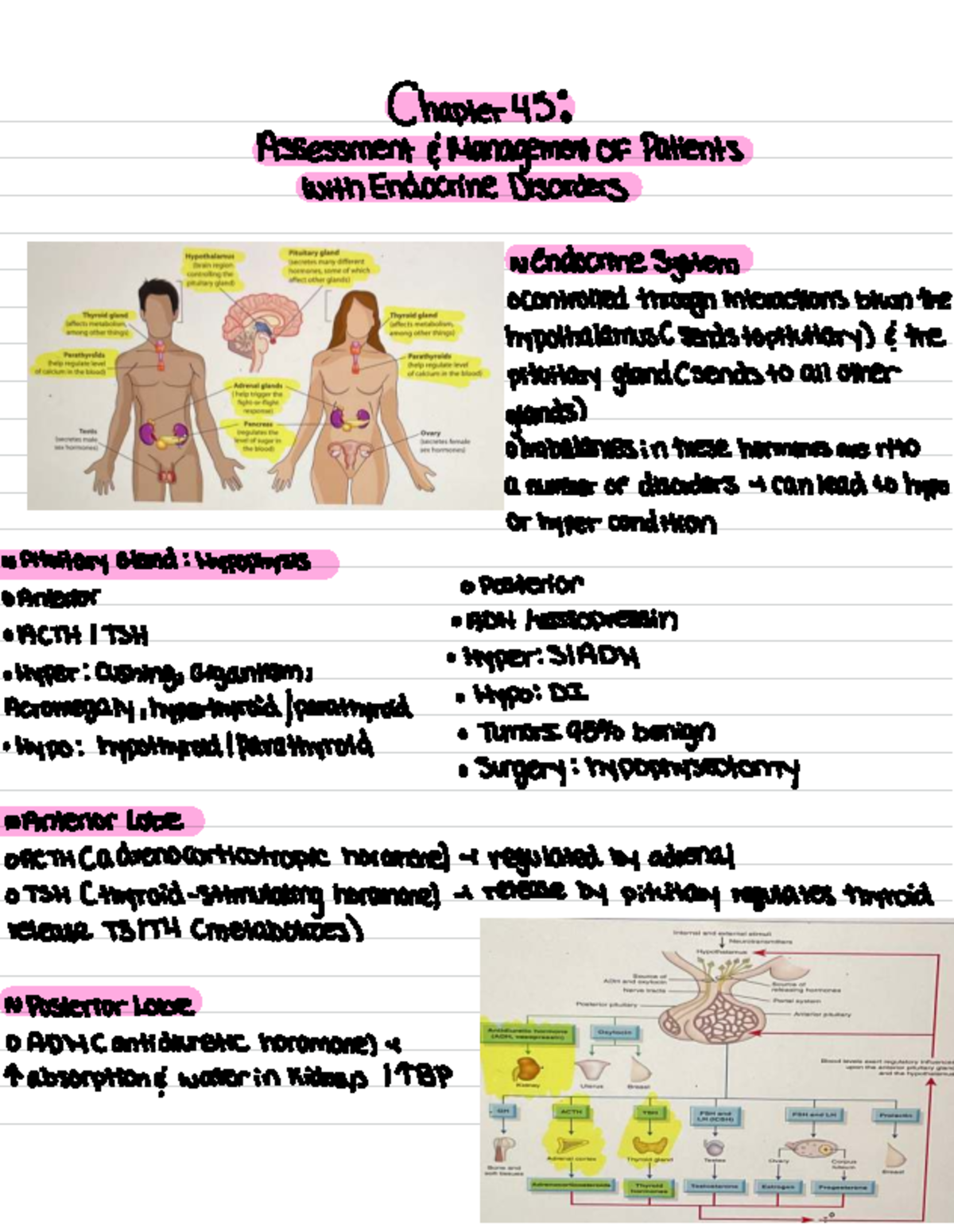 NUR 397 - Chapter 45: Management of Endocrine Disorders Study Guide ...