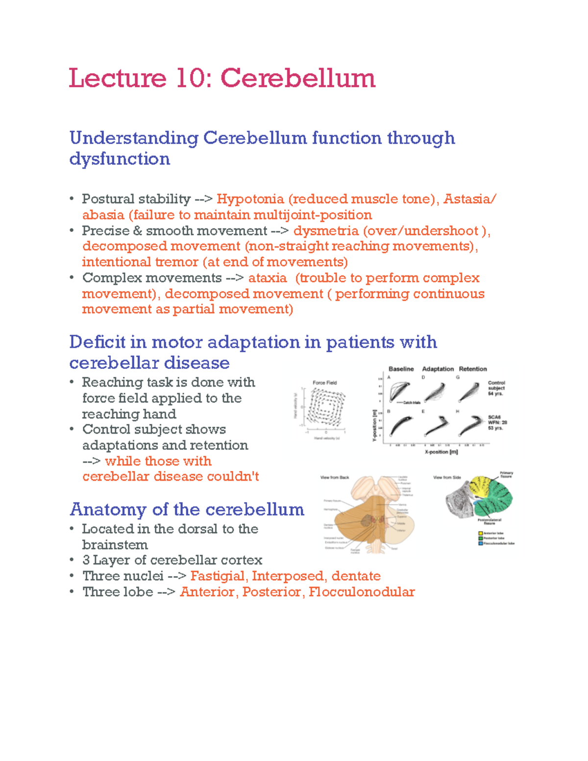 Cognitive & Motor Functions of the Cerebellum - Lecture 10 Notes (B101 ...