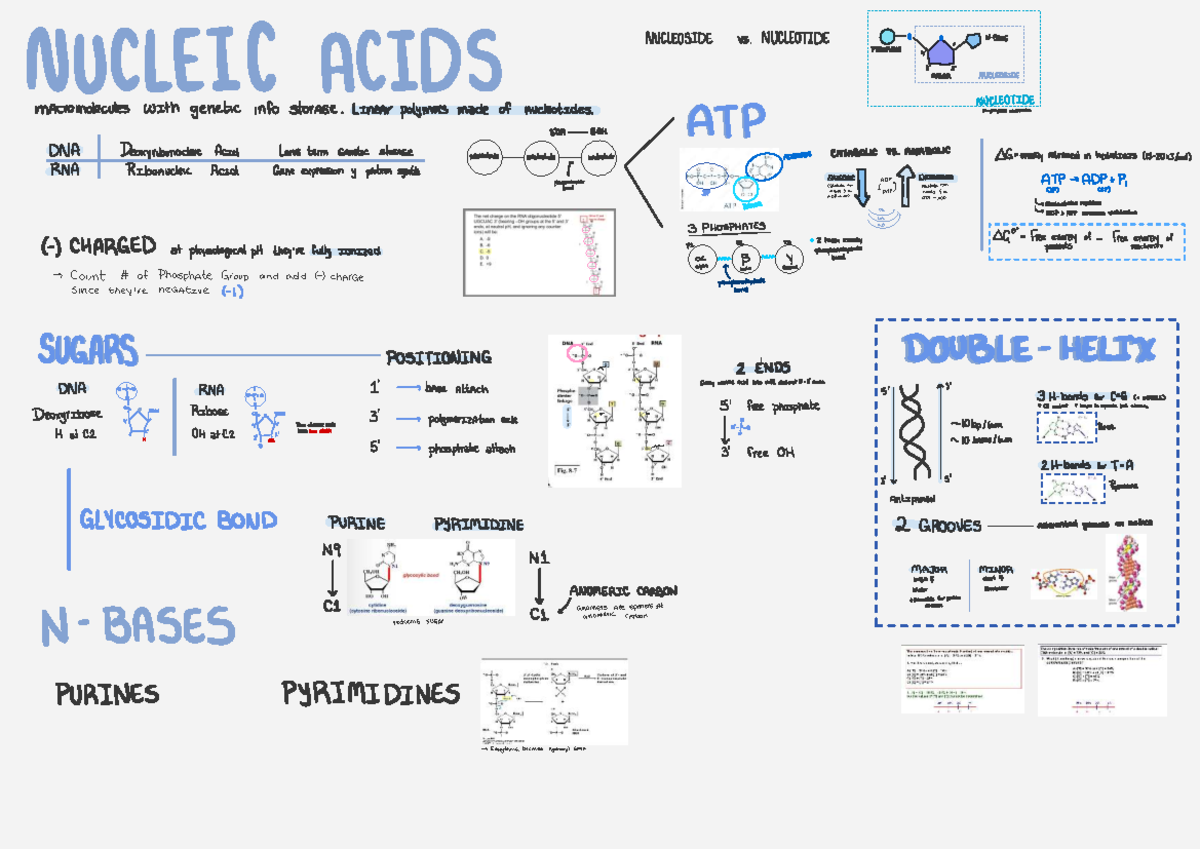 NUC 101: Nucleic Acids - Structure and Function of Nucleotides - Studocu