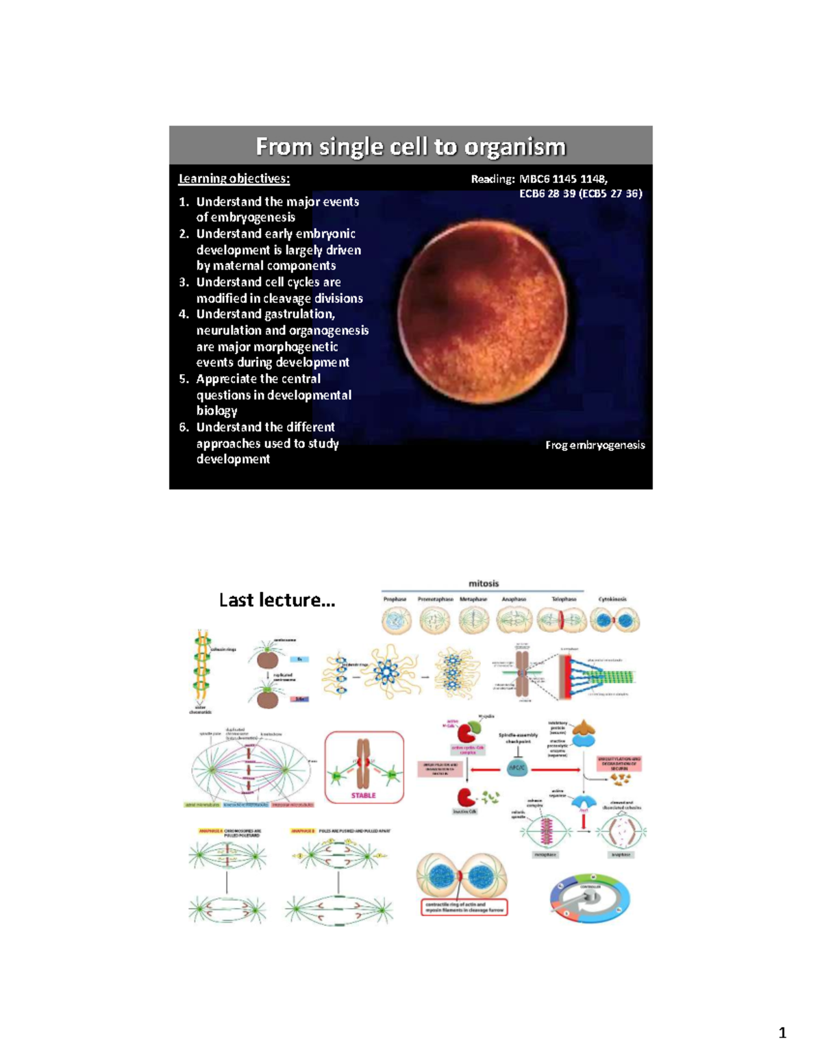 Lecture 13: Development from Single Cell to Organism (MBC6) - From ...