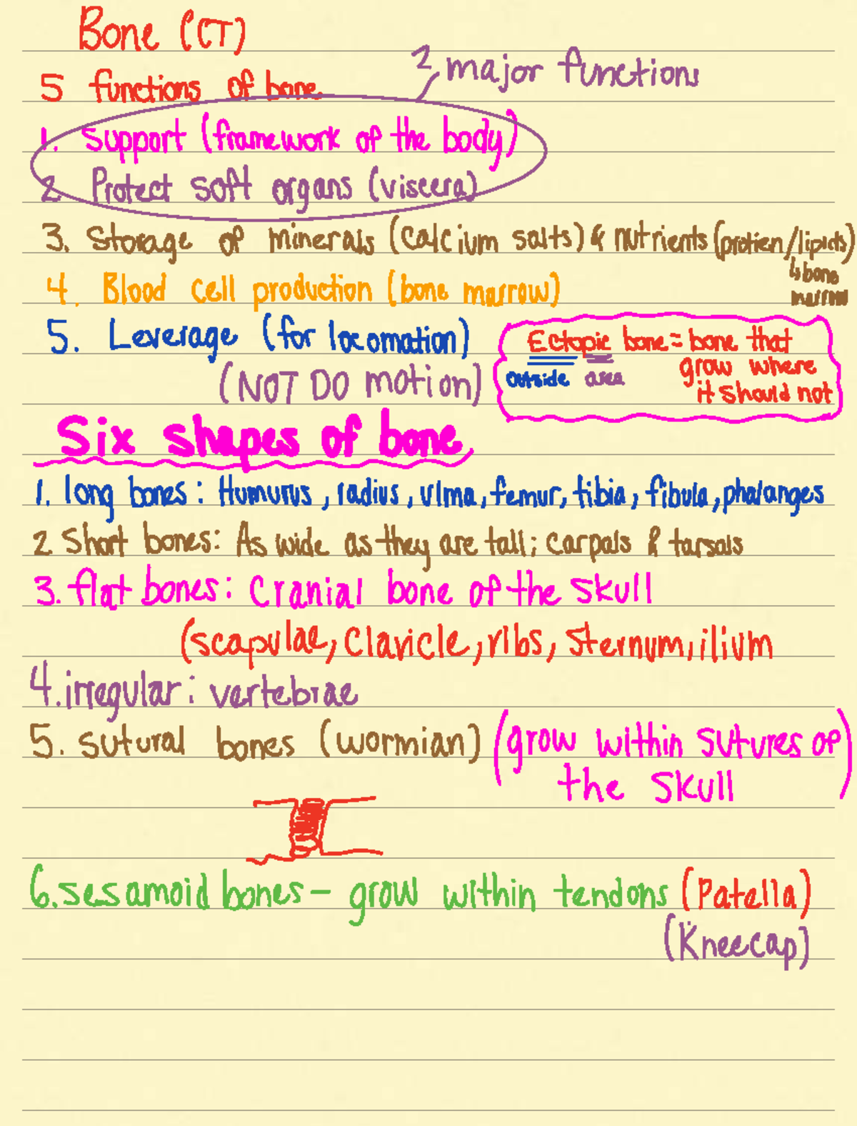 Bone Structure and Functions - Anatomy Notes (Course Code: BIO101 ...