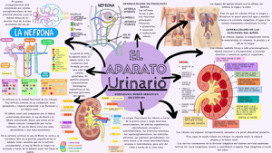 Ângulos Anatomicos monse - ÂNGULO DE FERGUSON El ángulo de Ferguson es ...