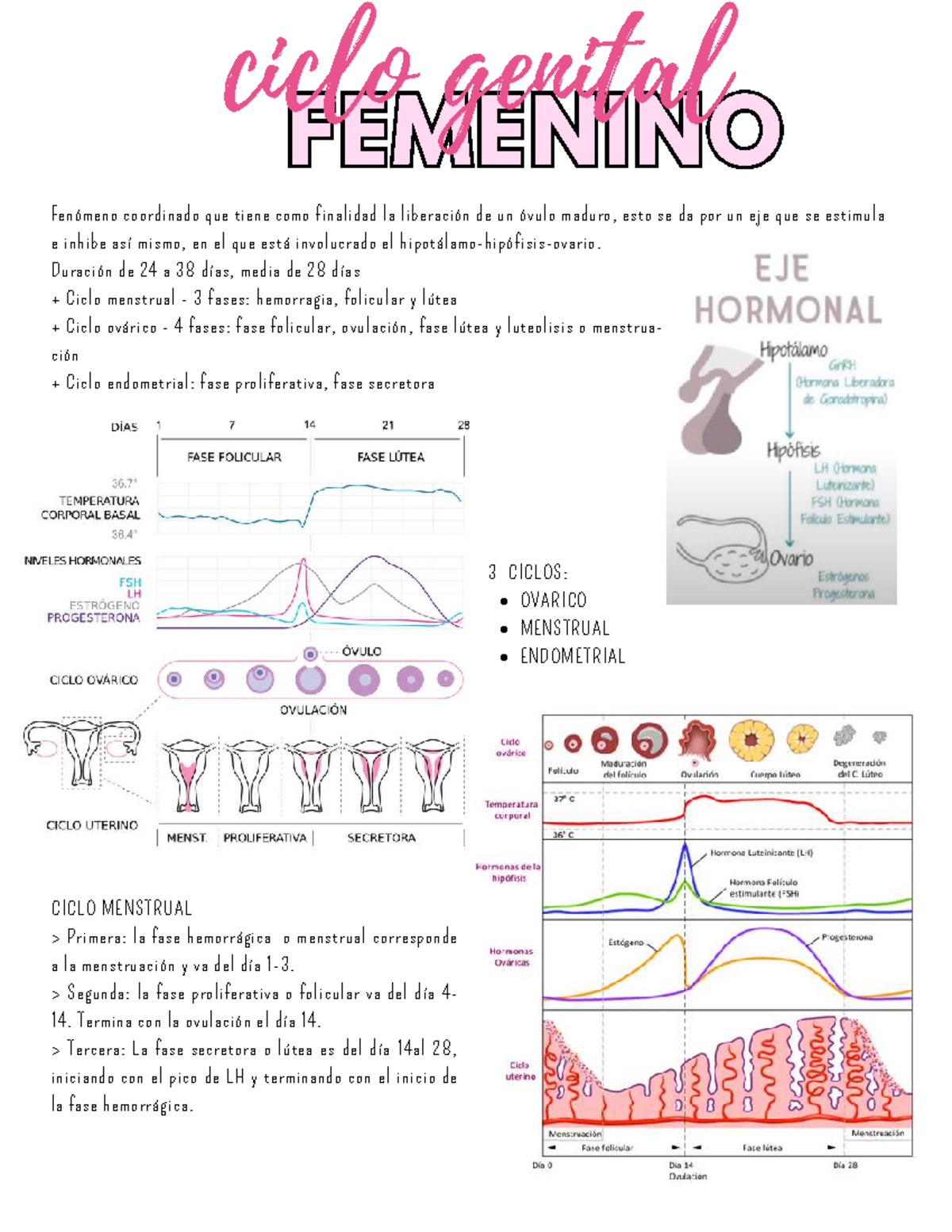 Ciclo Genital Femenino: Estructura y Fases del Ciclo Menstrual - Studocu