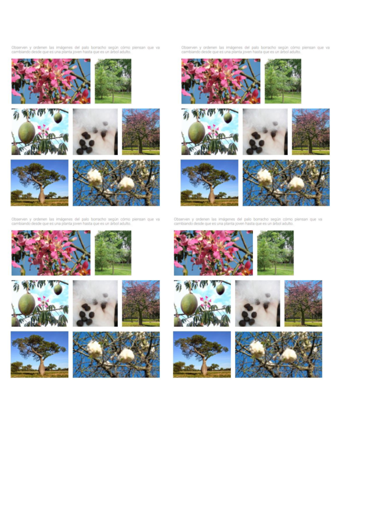 Actividad de Ordenamiento del Palo Borracho: Evolución de la Planta - Document Preview