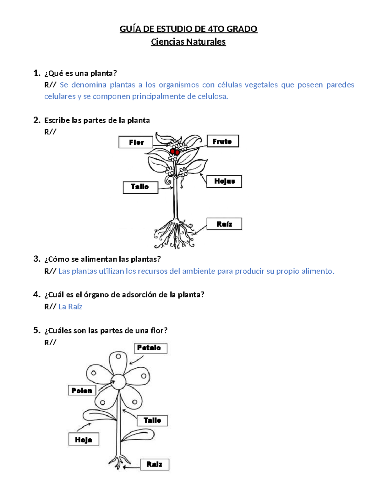 GUÍA DE ESTUDIO 4TO GRADO Ciencias Naturales 2024: Plantas y Animales -  Studocu, image size:1200x1553