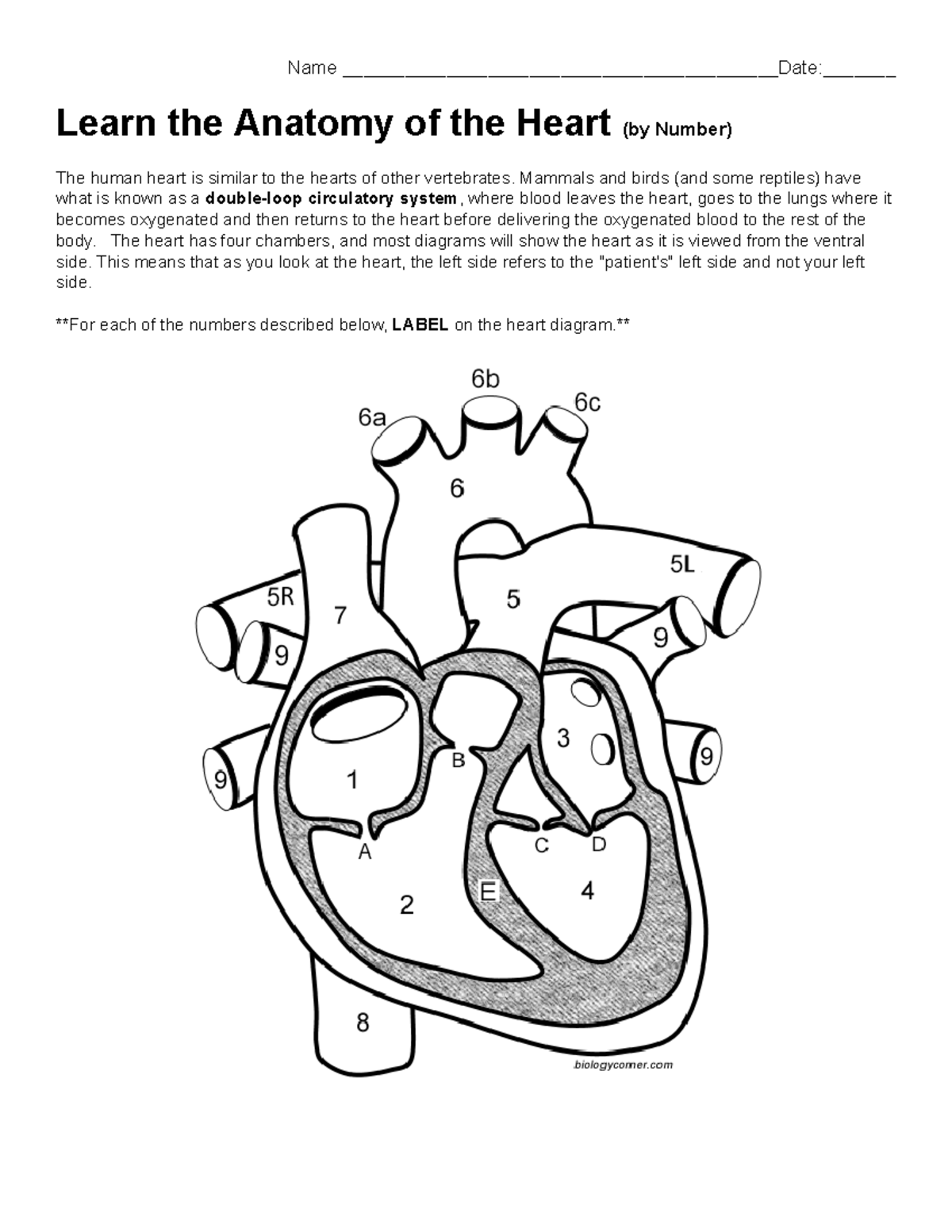 Copy of Anatomy of the Heart (by Number) - Name ...