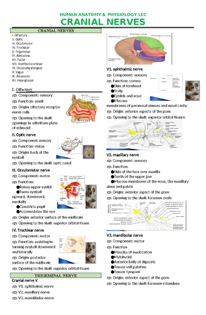 8. HUMAN ANATOMY & PHYSIOLOGY LEC: The Nervous System Overview - Studocu