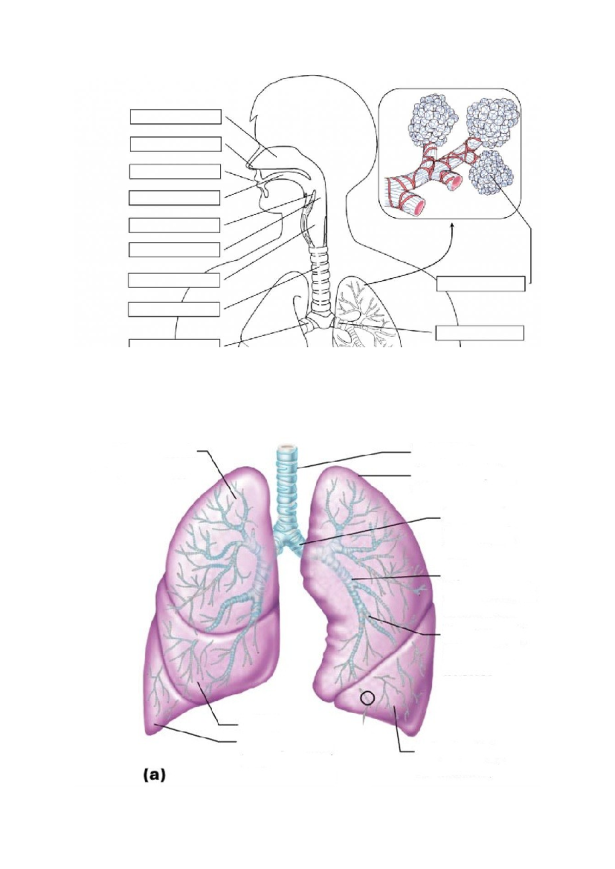 Fill in the blanks respiratory anatomy - Leadership - AWAY (a) - Studocu