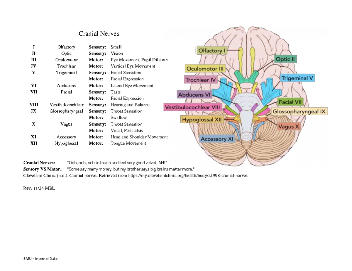 Cranial Nerves Functions Overview: Sensory & Motor (BIO 101) - Studocu