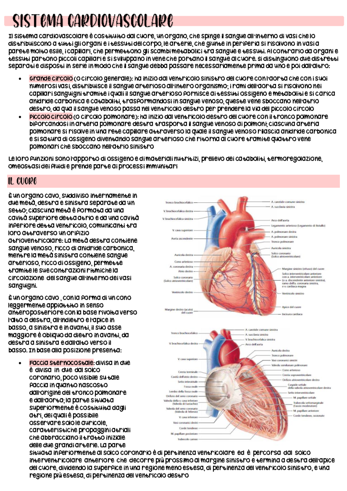 Sistema cardiovascolare: Struttura e Funzione del Cuore e Vasi  - Document Preview