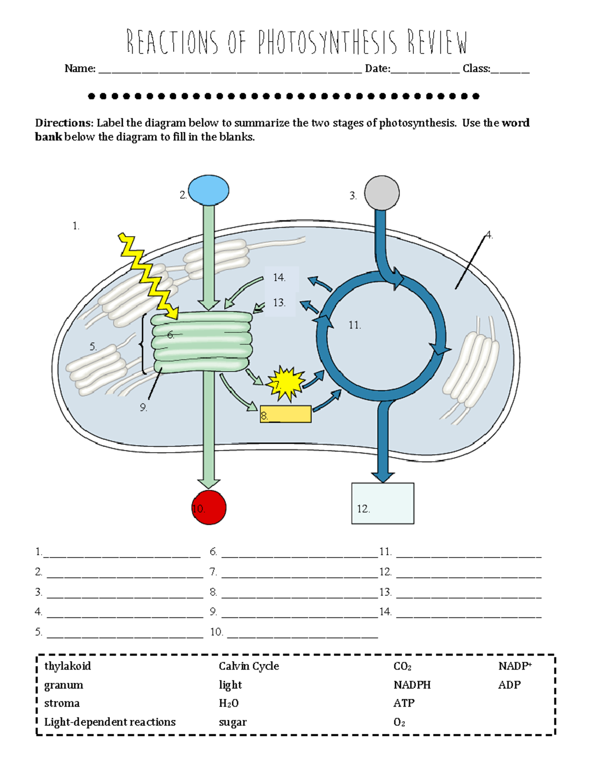 Photosynthesis Reactions Worksheet: Labeling Stages and Components ...