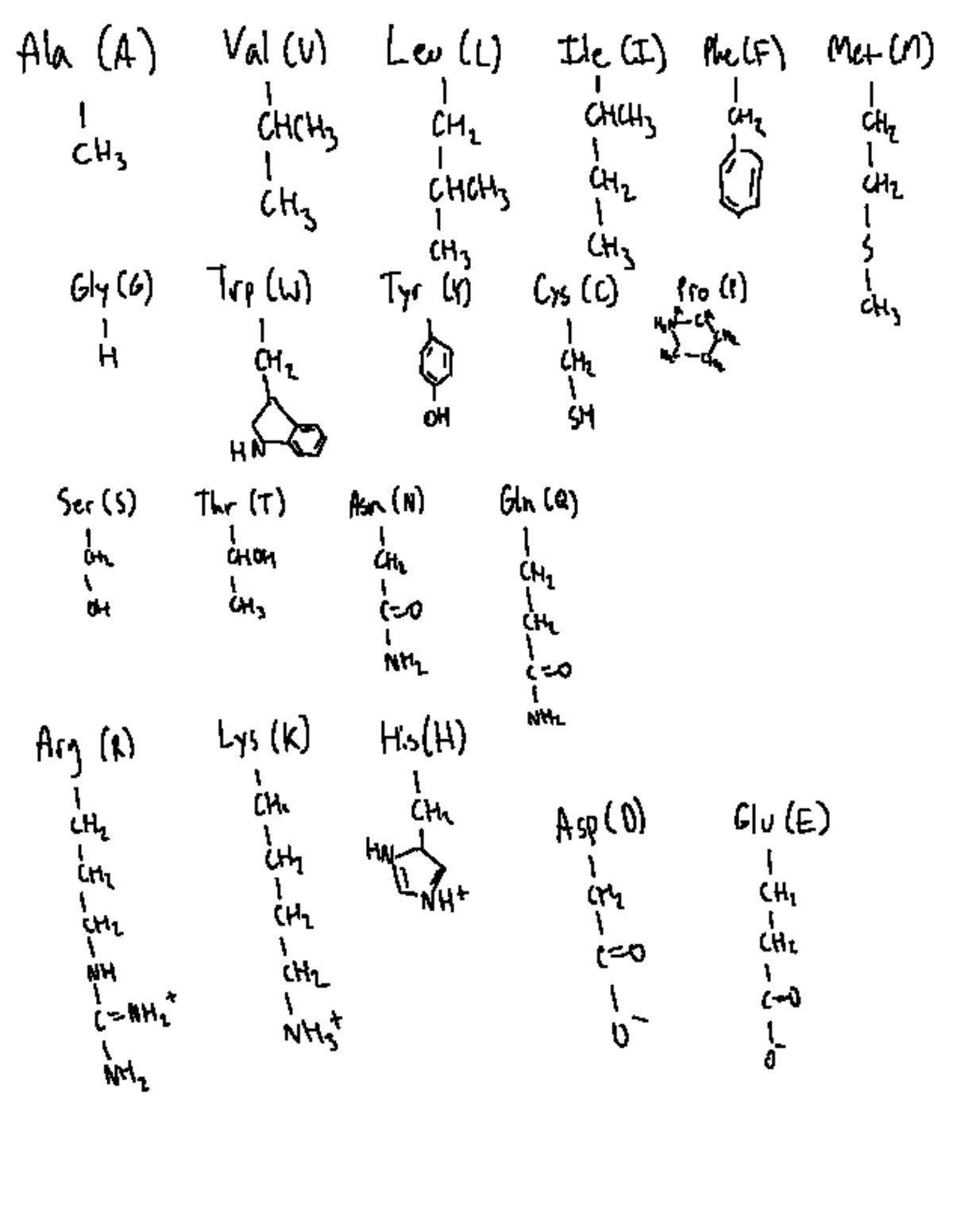 Amino acid memorization - Ala (A) Met (m) Val(U) Leo() He (l) PheCE I ...
