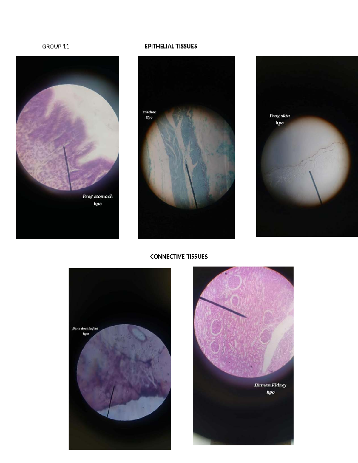 G-11 - lab - BS Biology - GROUP 11 EPITHELIAL TISSUES CONNECTIVE ...