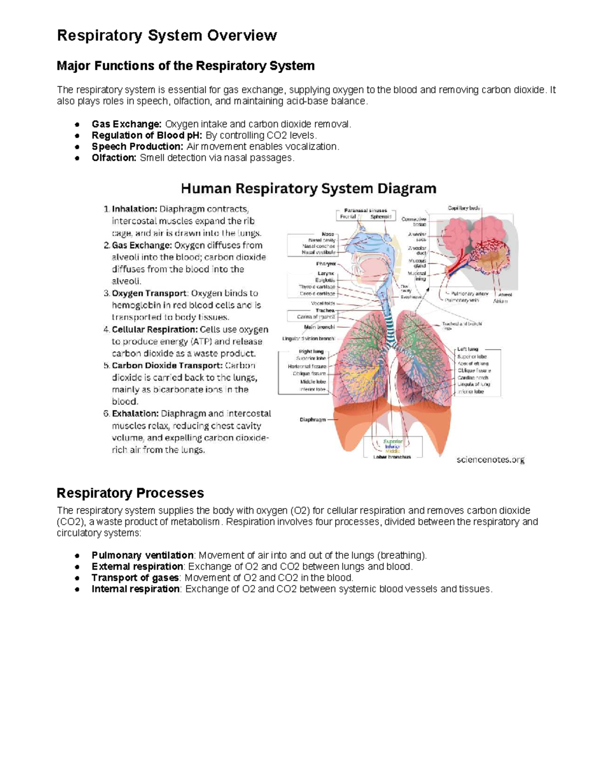 Respiratory System Overview: Key Functions and Processes - Studocu