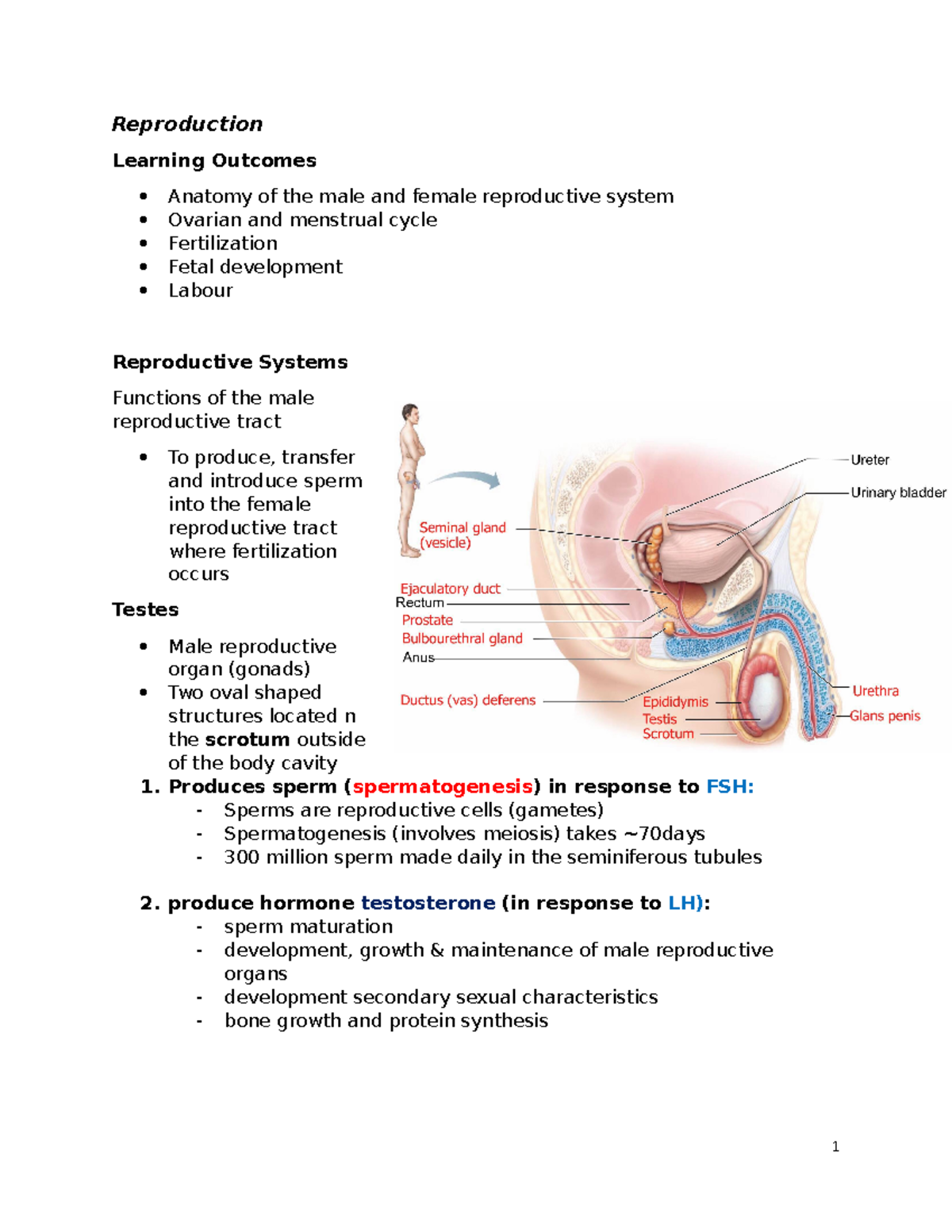 Reproductive System - Lecture Notes (BIO 101) - Studocu