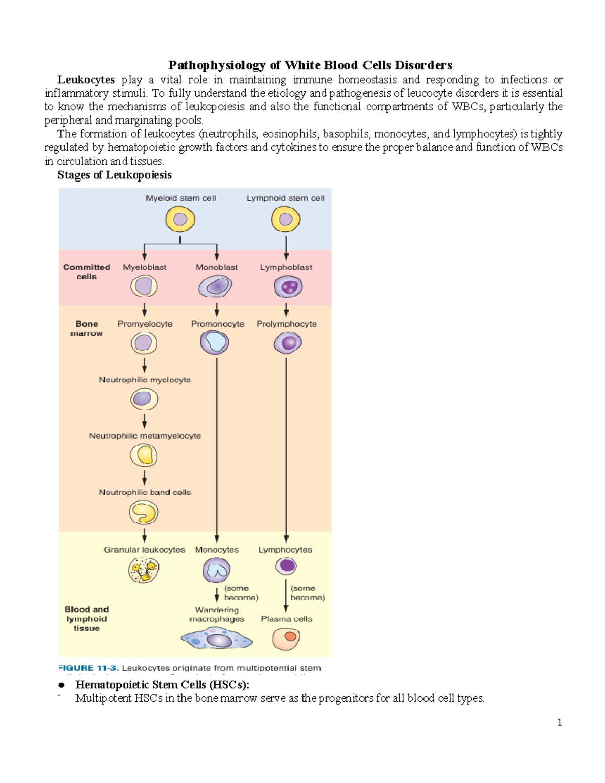 Pathophysiology of Leukocyte Disorders (BIO 405) - Detailed Insights ...