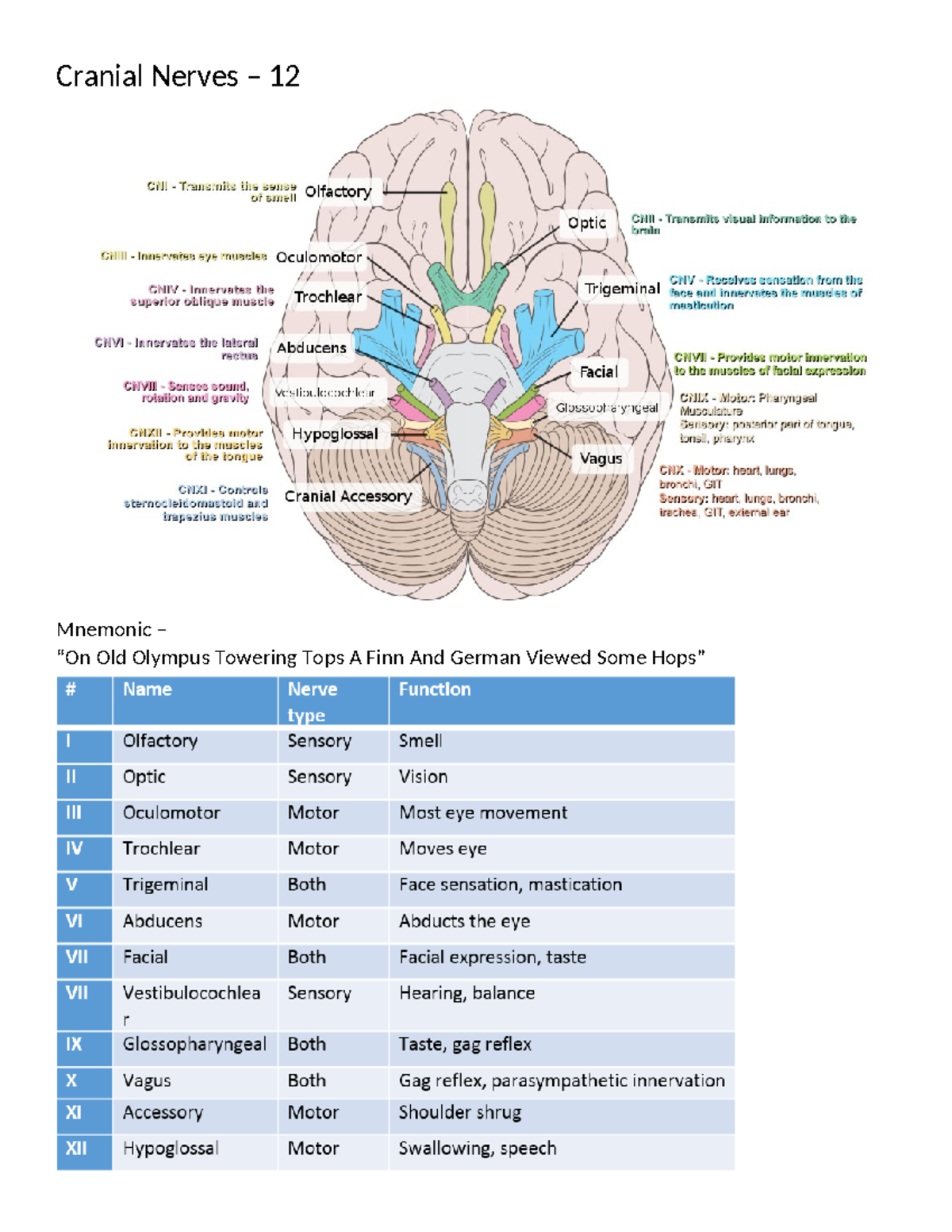 Cranial Nerves Overview with Mnemonics and Spinal Nerves Reference ...