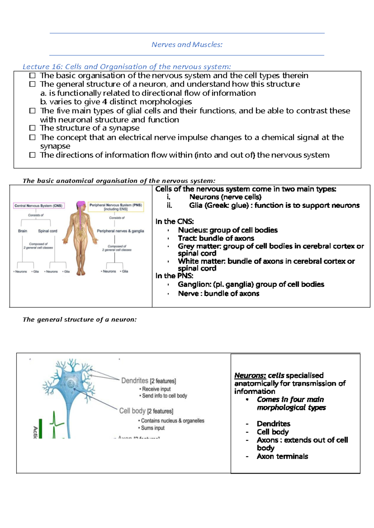 Nerves and Muscles: Lecture Notes on Nervous System Organization - Studocu