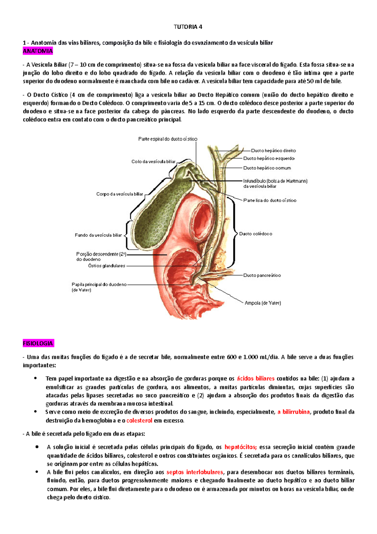 Anatomia E Fisiologia Da Vesicula Biliar 686x386