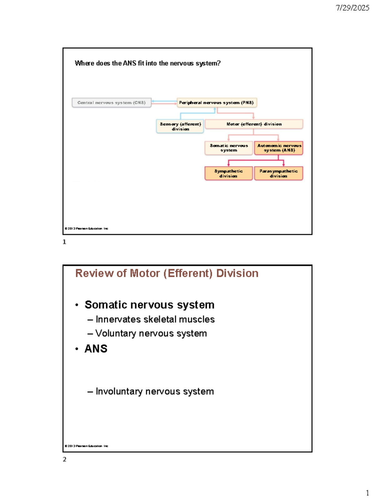 Lecture Notes on Autonomic Nervous System (ANS) - Studocu