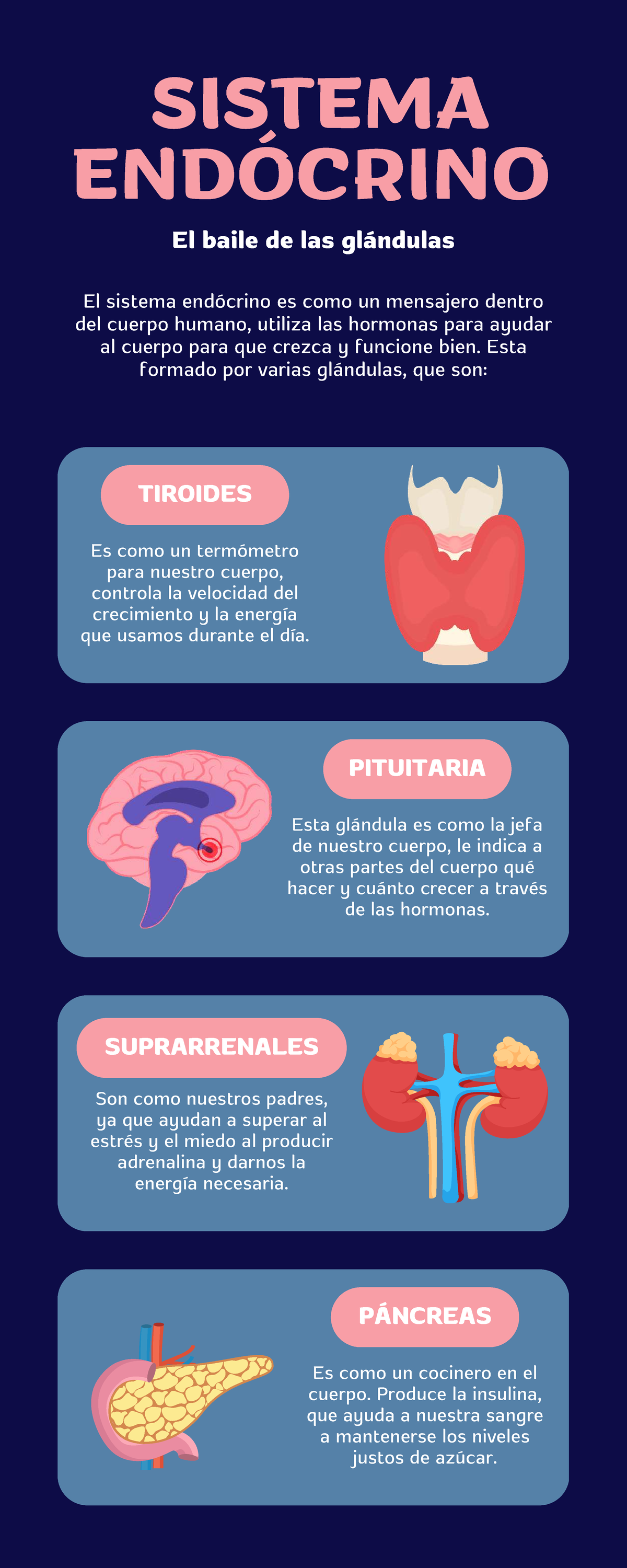 Infografía del Sistema Endócrino: Funciones y Glándulas - Studocu