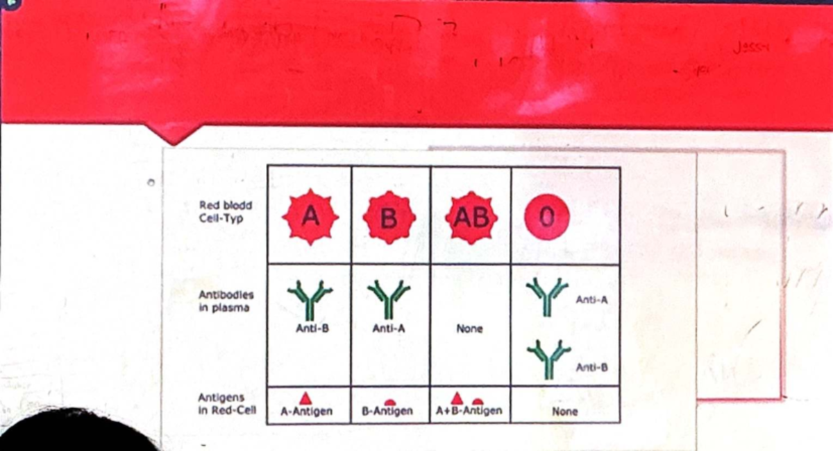 week-4-lecture-abo-blood-group-and-antibody-formation-bshs-studocu