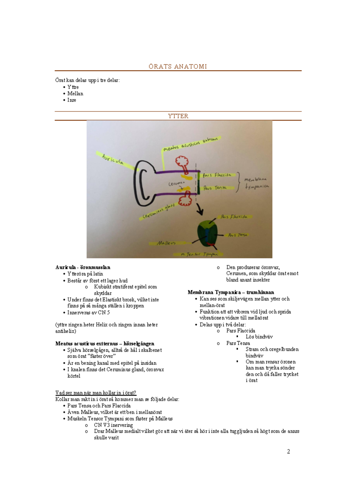 Örat: Anatomisk Översikt av Yttre, Mellan och Inre Strukturer - Studocu