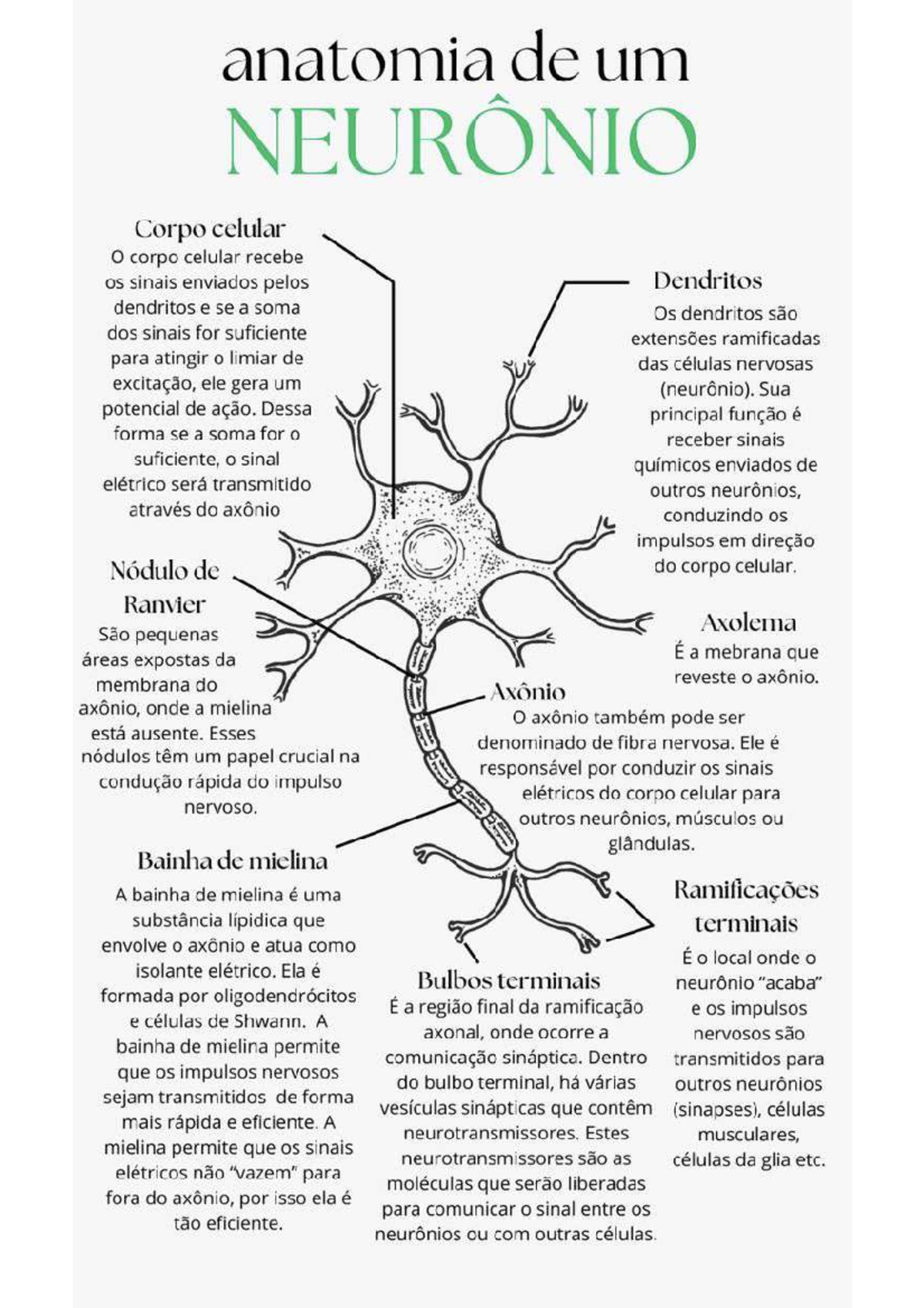 Anatomia de um Neurônio: Estruturas e Funções Essenciais - Studocu