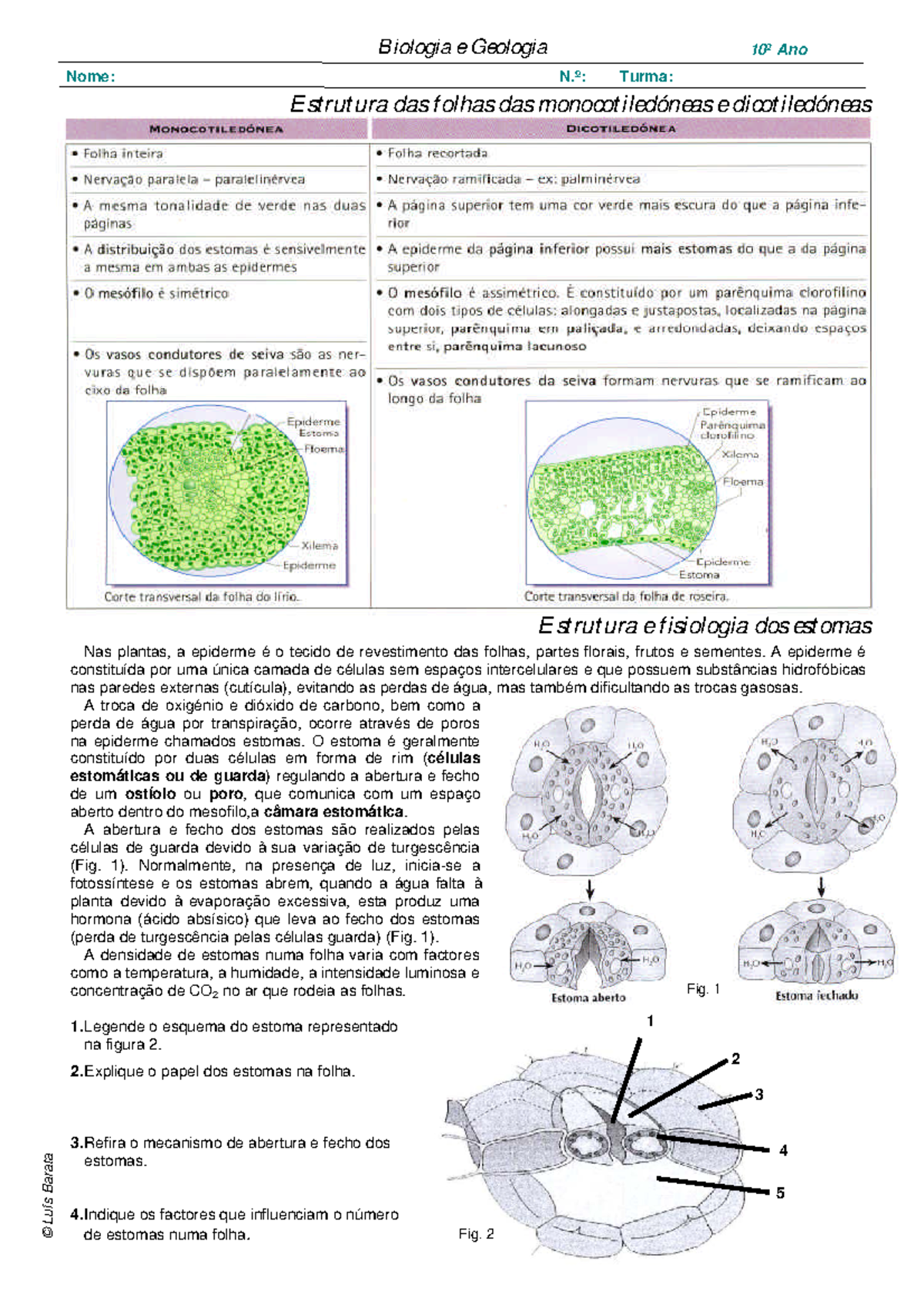 Estrutura folhas mono dicotiledóneas - 1 0º Ano Nas plantas, a epiderme ...