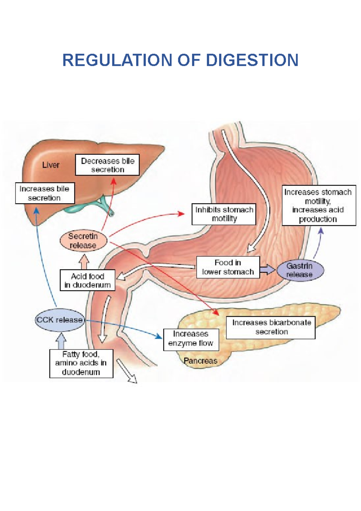 Regulation of Digestion: Nervous and Hormonal Control (Case 7 ...