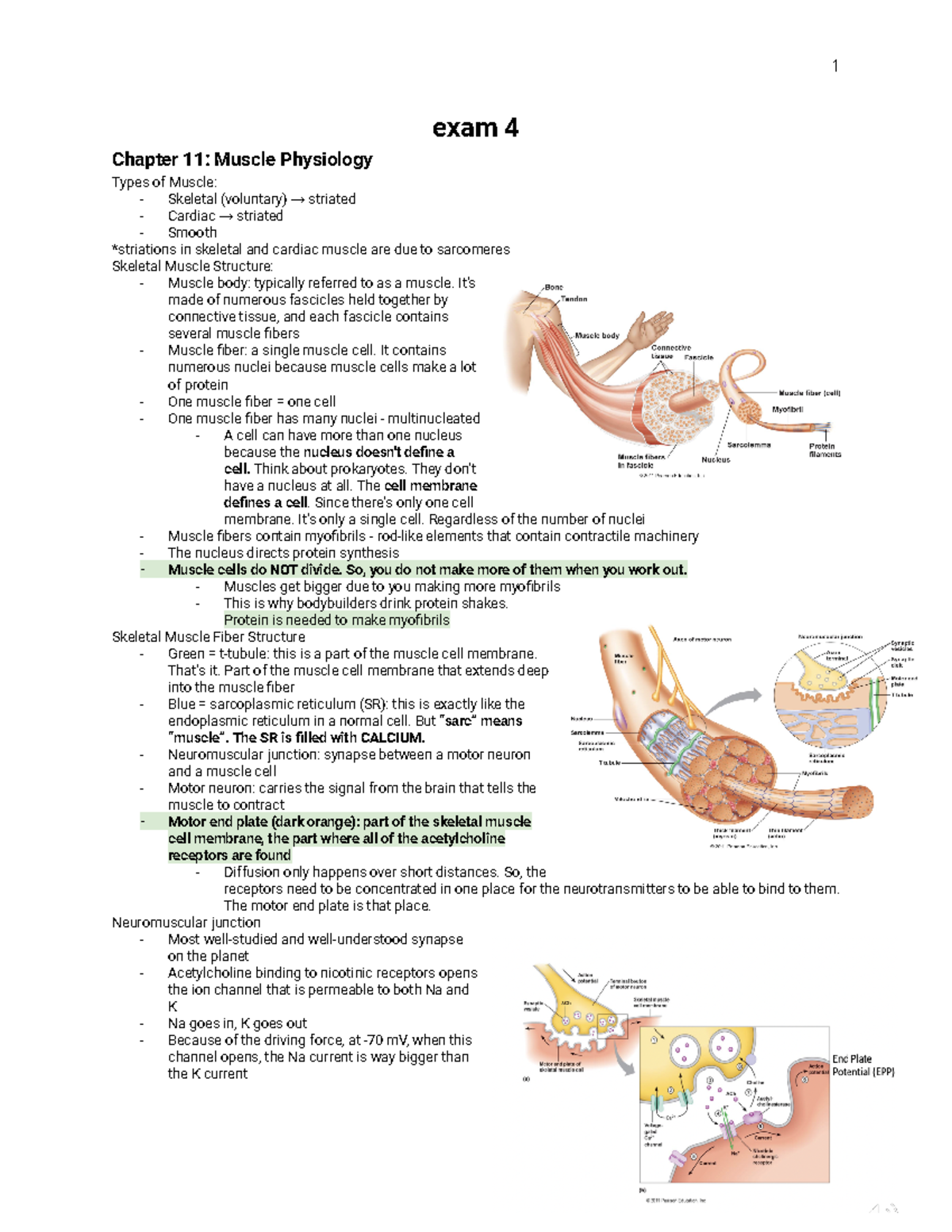 Exam 4 Study Notes - Muscle Physiology, Contraction, and Heart Function ...