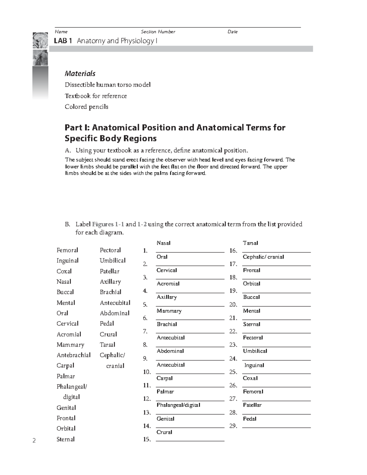 解剖学 1 Anatomy 1 Anatomy and Physiology Study Guide Diagram | Quizlet