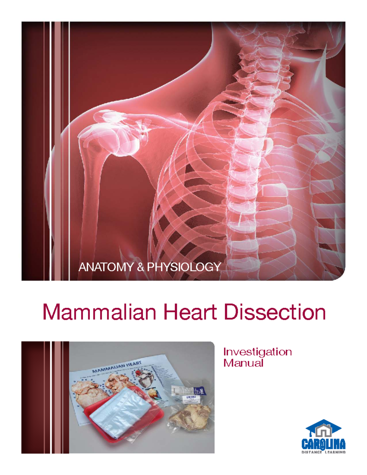 MAMMALIAN HEART DISSECTION A&P Investigation Manual and Guide - Studocu