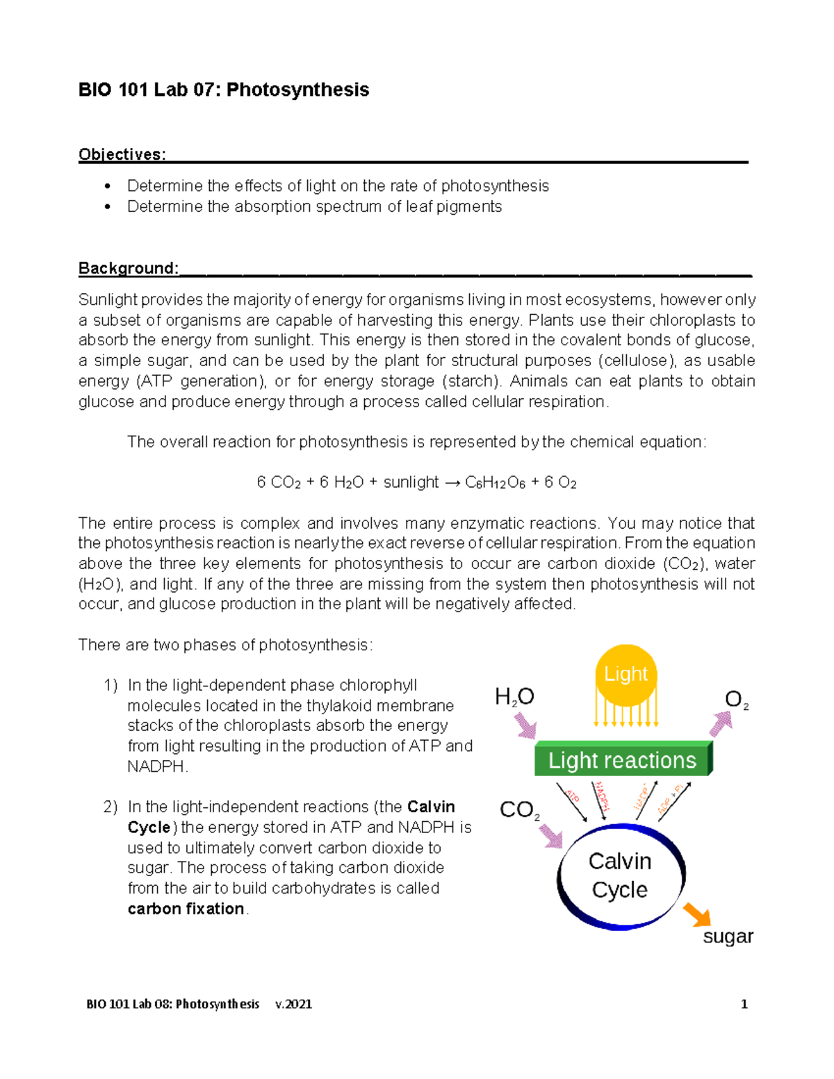 BIO 101 Lab 07: Effects of Light on Photosynthesis Rate - Studocu