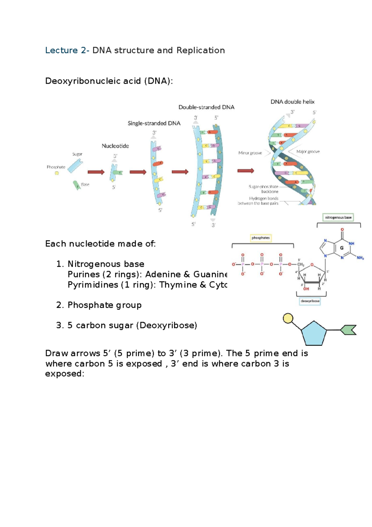 Lecture Notes: DNA Structure & Replication (BIO101) - Studocu