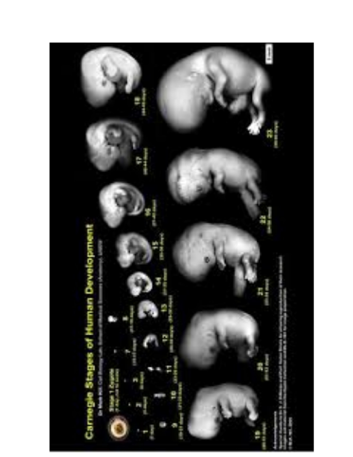 Ontogenesis - Filosofie - Carnegie Stages of Human Development 6m Mark ...