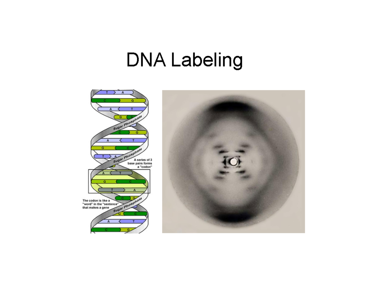 Copy%20of%20Label%20DNA%20and%20Replication - DNA Labeling Purine (A,G ...