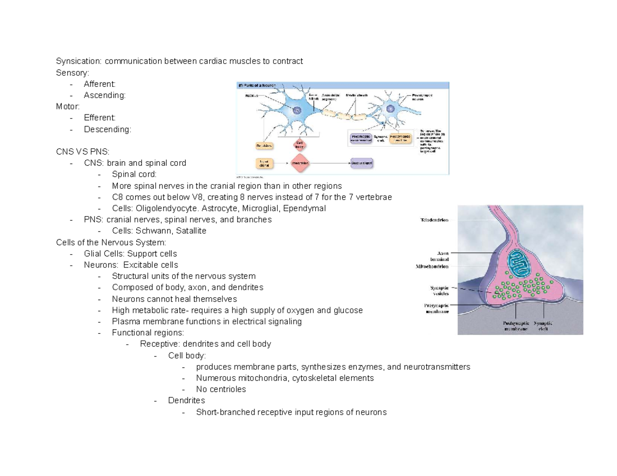 Neurophysiology Lecture Notes: Key Concepts & Definitions (Course Code ...