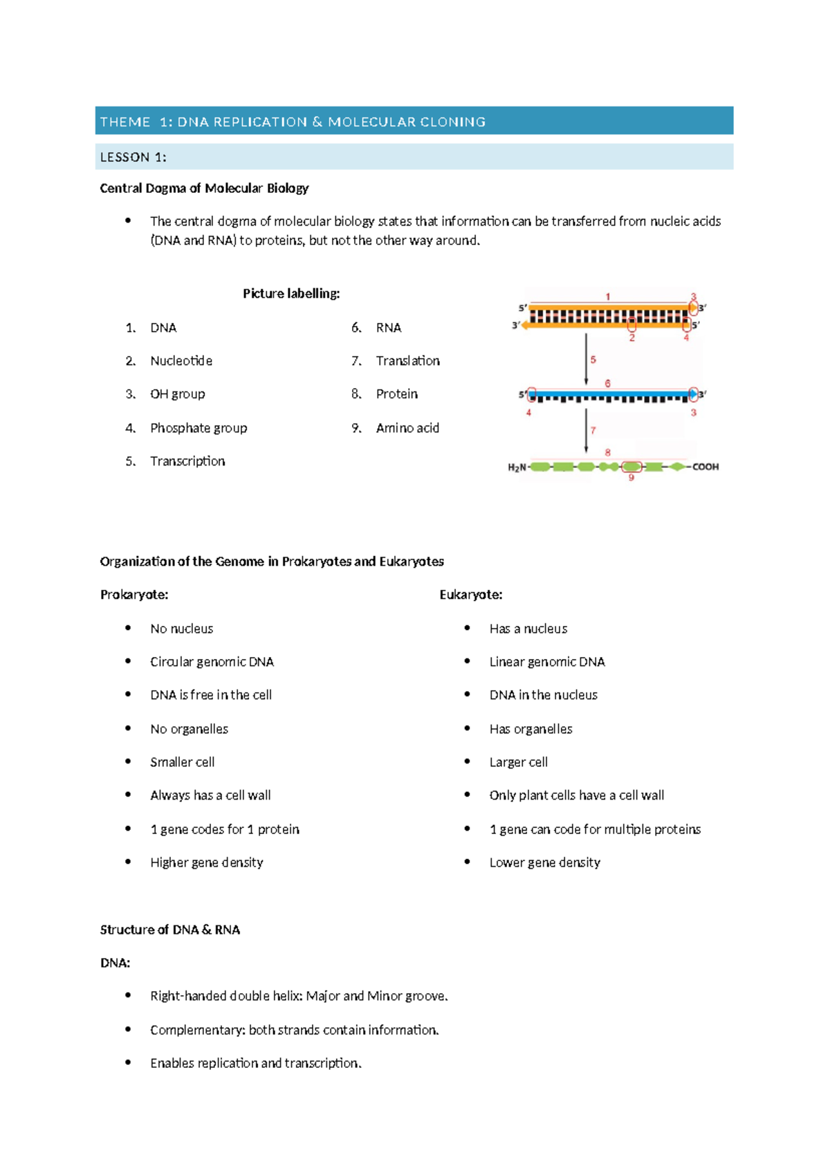 MB Lecture Notes: DNA Replication & Molecular Cloning Summary - Studeersnel