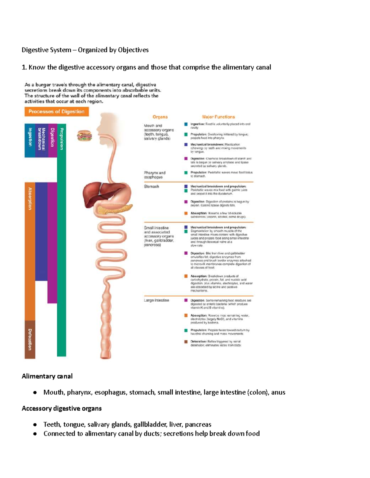 Anatomy Course Notes: Digestive System Overview and Key Functions - Studocu