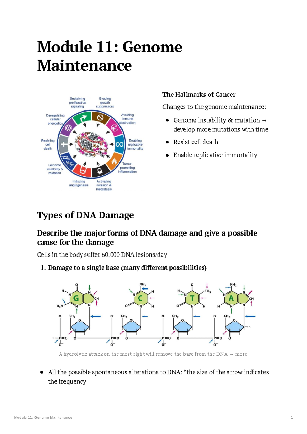 Module 11: Genome Maintenance Notes on DNA Damage and Repair Mechanisms ...