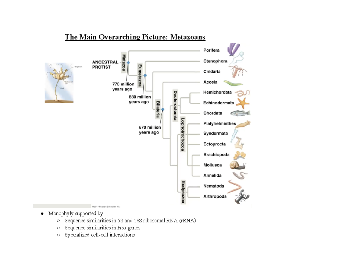 Animal Diversity Overview: EEMB 3 Lecture Notes on Metazoans - Studocu