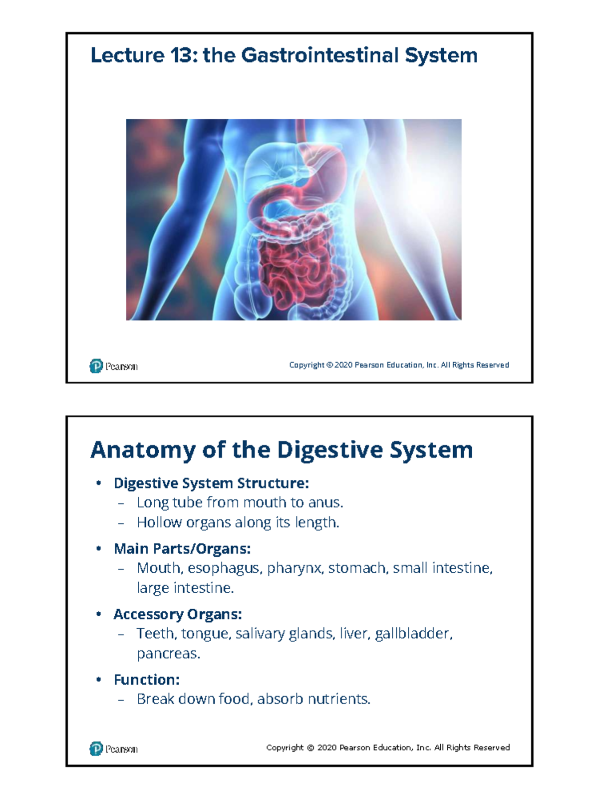 Lecture 13: The Gastrointestinal System Overview and Disorders ...