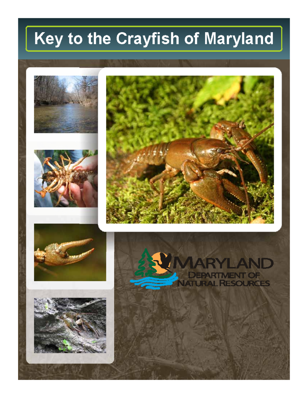 Keytothe Crayfishesof MD 8 18 10 - Key to the Crayfish of Maryland ...