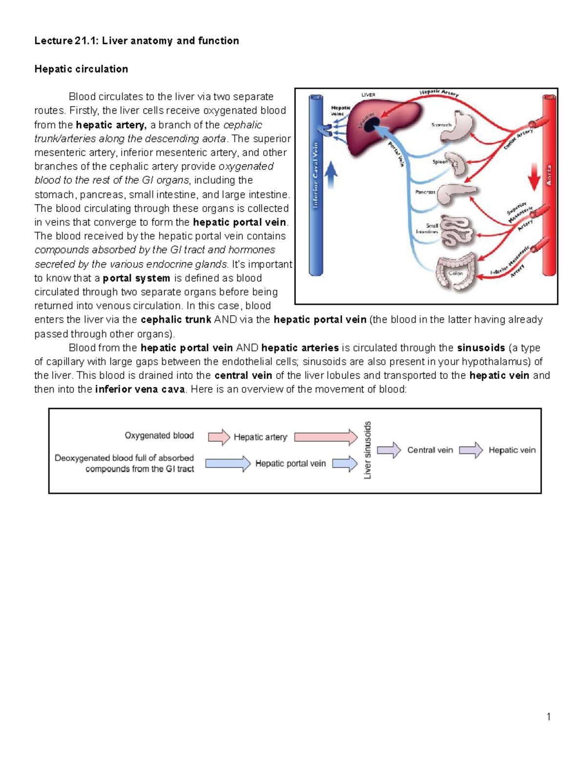 Lecture 21.1: Comprehensive Overview of Liver Anatomy & Function ...