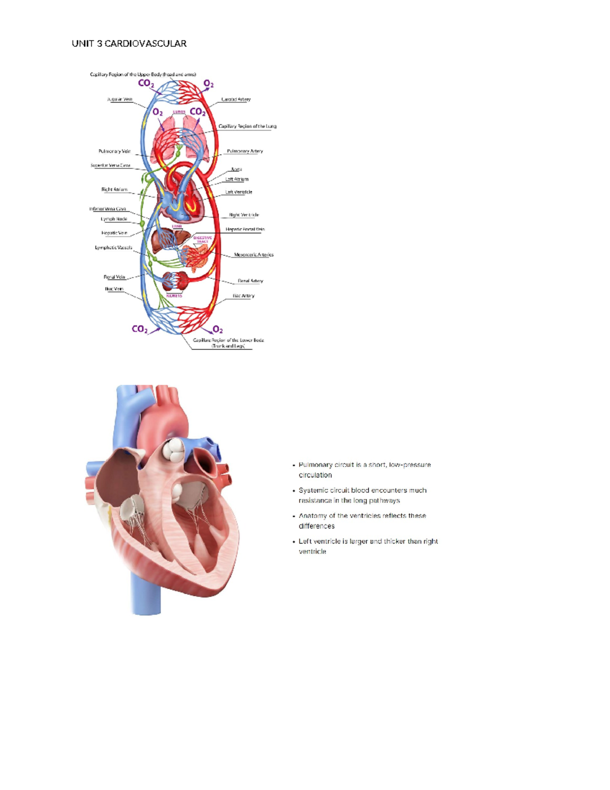 Unit 3 Heart Anatomy and Coronary Circulation Theory Notes - Studocu